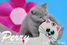 Perry ist 10 Wochen alt geworden ( 06.03.2016 )