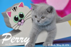 Perry ist 10 Wochen alt geworden ( 06.03.2016 )