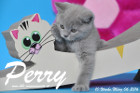 Perry ist 10 Wochen alt geworden ( 06.03.2016 )