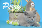 Perry ist 12 Wochen alt geworden ( 20.03.2016 )