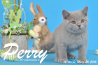 Perry ist 12 Wochen alt geworden ( 20.03.2016 )
