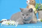 Perry ist 12 Wochen alt geworden ( 20.03.2016 )