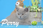Perry ist 12 Wochen alt geworden ( 20.03.2016 )