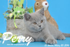 Perry ist 12 Wochen alt geworden ( 20.03.2016 )
