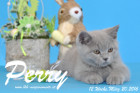 Perry ist 12 Wochen alt geworden ( 20.03.2016 )