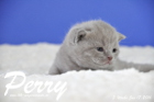 Perry ist 3 Wochen alt geworden ( 17.01 2016 )