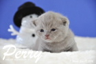 Perry ist 3 Wochen alt geworden ( 17.01 2016 )