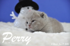 Perry ist 3 Wochen alt geworden ( 17.01 2016 )