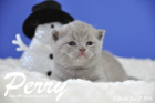 Perry ist 3 Wochen alt geworden ( 17.01 2016 )