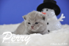 Perry ist 3 Wochen alt geworden ( 17.01 2016 )