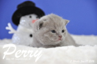 Perry ist 3 Wochen alt geworden ( 17.01 2016 )