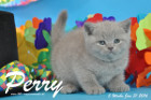 Perry ist 5 Wochen alt geworden ( 31.01 2016 )