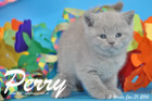 Perry ist 5 Wochen alt geworden ( 31.01 2016 )