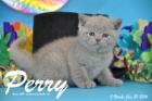 Perry ist 5 Wochen alt geworden ( 31.01 2016 )