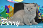 Perry ist 5 Wochen alt geworden ( 31.01 2016 )