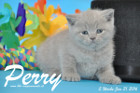 Perry ist 5 Wochen alt geworden ( 31.01 2016 )
