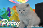 Perry ist 5 Wochen alt geworden ( 31.01 2016 )