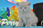 Perry ist 5 Wochen alt geworden ( 31.01 2016 )