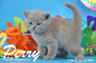 Perry ist 5 Wochen alt geworden ( 31.01 2016 )