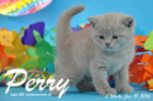 Perry ist 5 Wochen alt geworden ( 31.01 2016 )