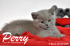 Perry ist 8 Wochen alt geworden ( 21.02.2016 )