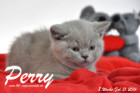 Perry ist 8 Wochen alt geworden ( 21.02.2016 )