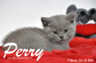Perry ist 8 Wochen alt geworden ( 21.02.2016 )