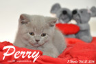 Perry ist 8 Wochen alt geworden ( 21.02.2016 )