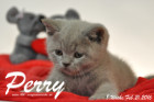Perry ist 8 Wochen alt geworden ( 21.02.2016 )