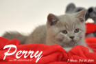 Perry ist 8 Wochen alt geworden ( 21.02.2016 )