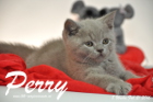 Perry ist 8 Wochen alt geworden ( 21.02.2016 )