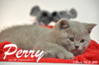 Perry ist 8 Wochen alt geworden ( 21.02.2016 )