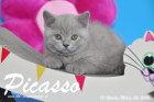 Picasso ist 10 Wochen alt geworden ( 06.03.2016 )