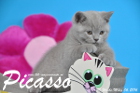 Picasso ist 10 Wochen alt geworden ( 06.03.2016 )