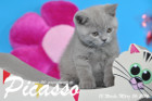 Picasso ist 10 Wochen alt geworden ( 06.03.2016 )
