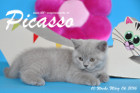 Picasso ist 10 Wochen alt geworden ( 06.03.2016 )