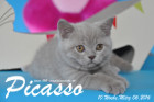 Picasso ist 10 Wochen alt geworden ( 06.03.2016 )