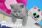 Picasso ist 10 Wochen alt geworden ( 06.03.2016 )