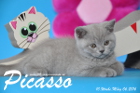 Picasso ist 10 Wochen alt geworden ( 06.03.2016 )