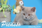Picasso ist 12 Wochen alt geworden ( 20.03.2016 )