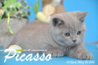 Picasso ist 12 Wochen alt geworden ( 20.03.2016 )