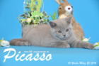 Picasso ist 12 Wochen alt geworden ( 20.03.2016 )