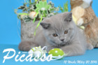 Picasso ist 12 Wochen alt geworden ( 20.03.2016 )