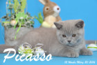 Picasso ist 12 Wochen alt geworden ( 20.03.2016 )