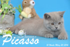 Picasso ist 12 Wochen alt geworden ( 20.03.2016 )