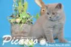 Picasso ist 12 Wochen alt geworden ( 20.03.2016 )