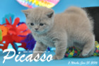 Picasso ist 5 Wochen alt geworden ( 31.01.2016 )