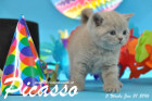 Picasso ist 5 Wochen alt geworden ( 31.01.2016 )