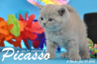 Picasso ist 5 Wochen alt geworden ( 31.01.2016 )