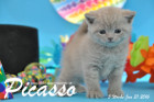 Picasso ist 5 Wochen alt geworden ( 31.01.2016 )